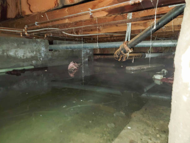 Best Fire Damage Restoration  in New London, MN