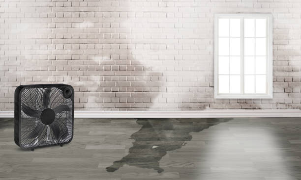 Best Water damage cleanup near me  in New London, MN