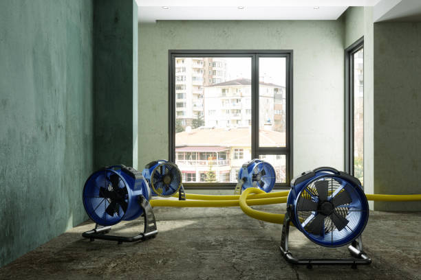 Best Water damage cleanup near me  in New London, MN